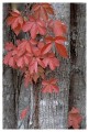 Thumbs/tn_gp-acadia45.jpg