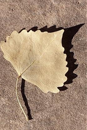 ../Images/gparches66.jpg