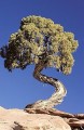 Thumbs/tn_gparches02.jpg