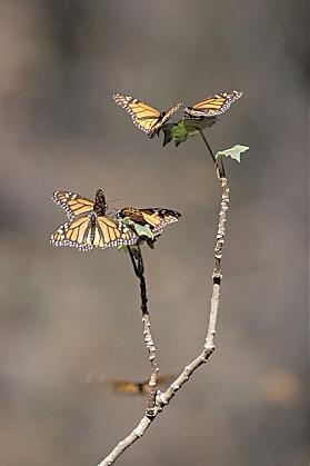 ../Images/gp-23.jpg