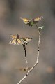Thumbs/tn_gp-23.jpg