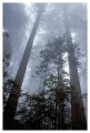 Thumbs/tn_gp-redwood06.jpg