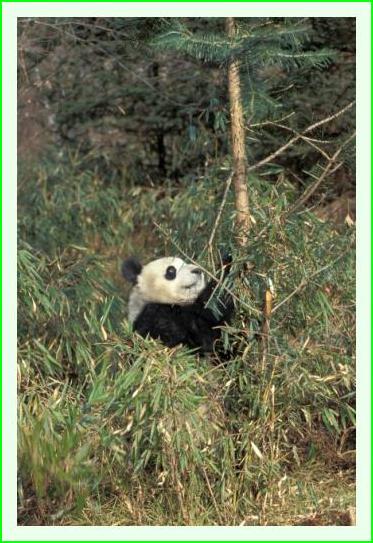 ../Images/panda10.jpg