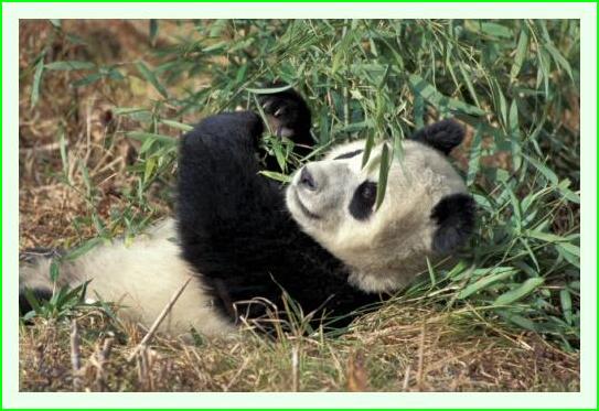 ../Images/panda12.jpg