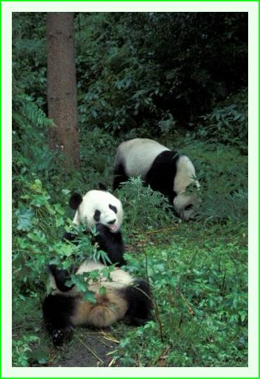 ../Images/panda16.jpg