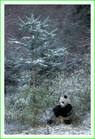 ../Images/panda31.jpg