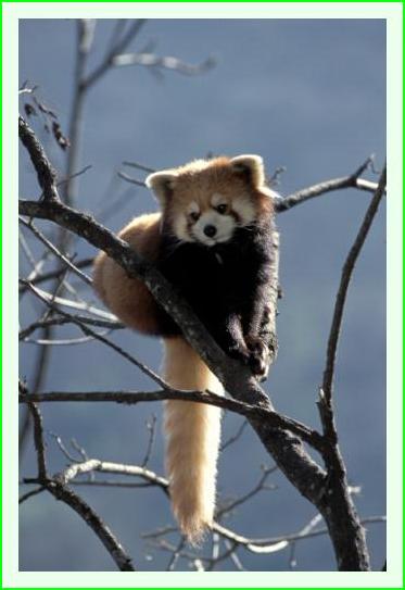 ../Images/panda38.jpg