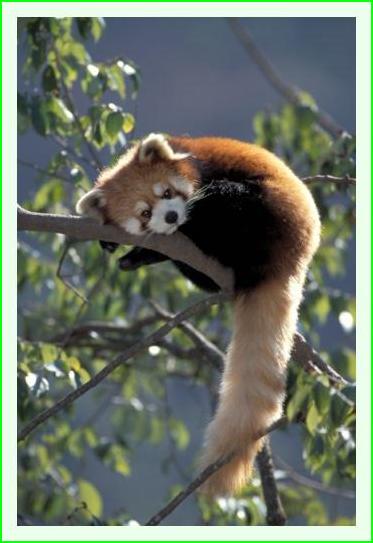 ../Images/panda39.jpg
