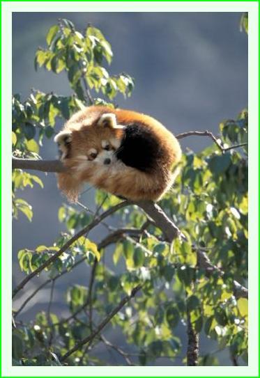../Images/panda40.jpg
