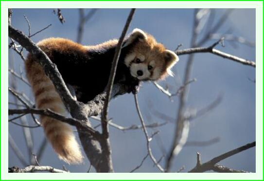 ../Images/panda43.jpg
