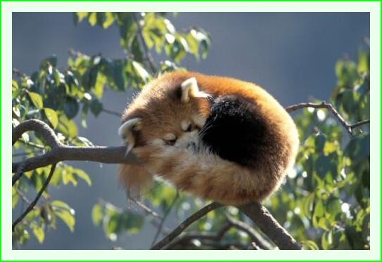../Images/panda44.jpg