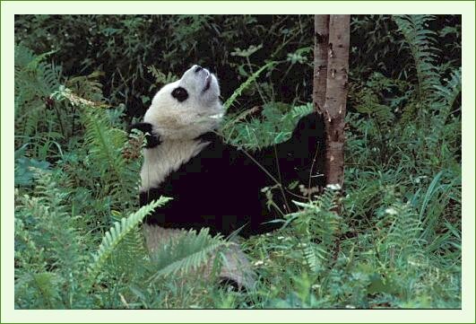 ../Images/panda45.jpg