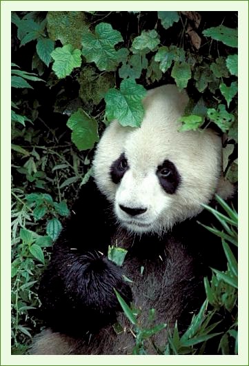 ../Images/panda47.jpg