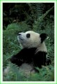 Thumbs/tn_panda20.jpg