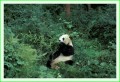 Thumbs/tn_panda23.jpg