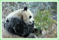 Thumbs/tn_panda25.jpg