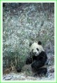 Thumbs/tn_panda34.jpg