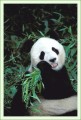 Thumbs/tn_panda46.jpg