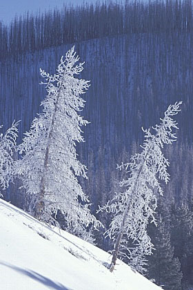 ../Images/fp-0005.jpg