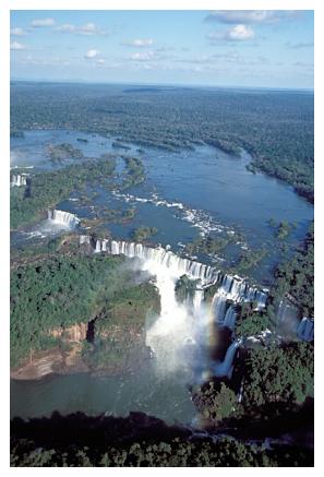 ../Images/iguaforest04.jpg