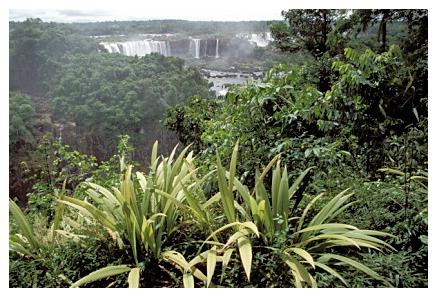 ../Images/iguaforest08.jpg