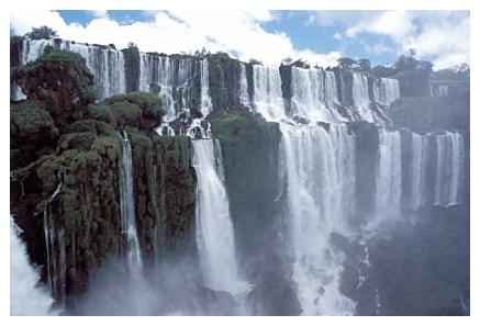 ../Images/iguaforest12.jpg