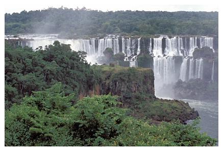 ../Images/iguaforest15.jpg