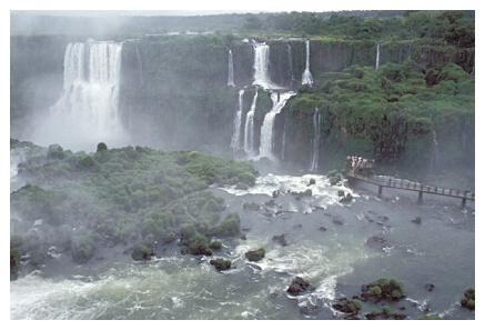 ../Images/iguaforest16.jpg