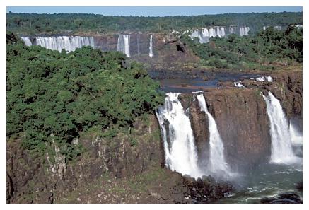 ../Images/iguaforest17.jpg