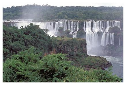 ../Images/iguaforest18.jpg