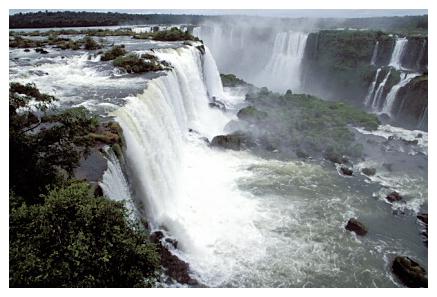 ../Images/iguaforest19.jpg