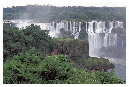 ../Images/iguaforest21.jpg