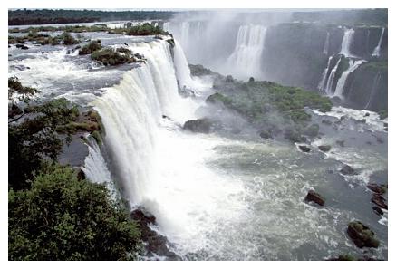 ../Images/iguaforest22.jpg