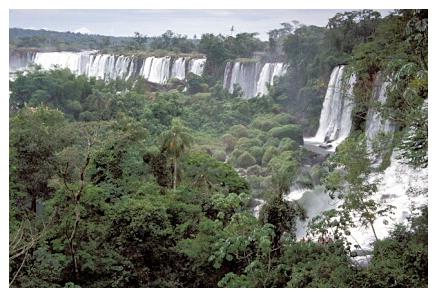 ../Images/iguaforest24.jpg