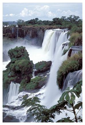 ../Images/iguaforest25.jpg