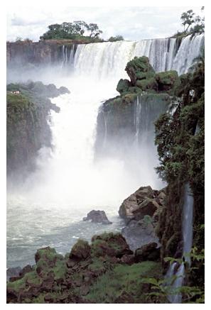 ../Images/iguaforest26.jpg