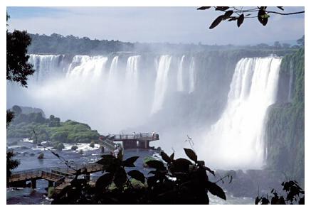 ../Images/iguaforest27.jpg