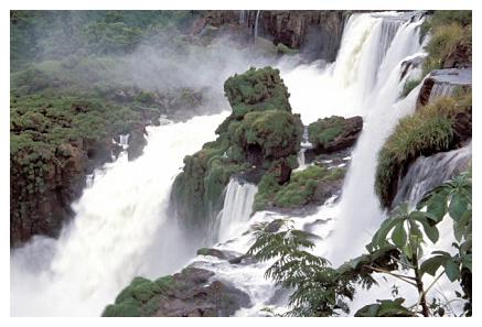 ../Images/iguaforest30.jpg