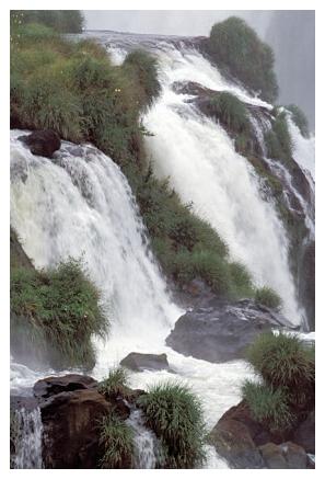 ../Images/iguaforest32.jpg