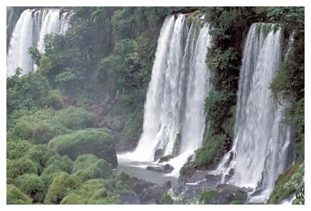 ../Images/iguaforest33.jpg