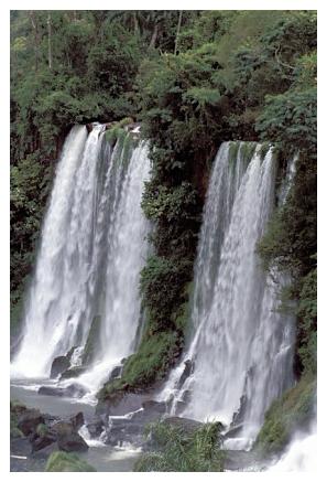../Images/iguaforest34.jpg