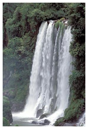 ../Images/iguaforest35.jpg
