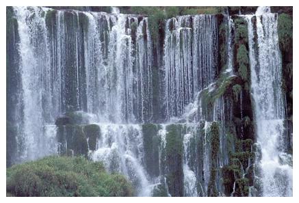 ../Images/iguaforest36.jpg
