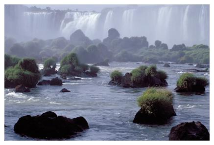 ../Images/iguaforest40.jpg