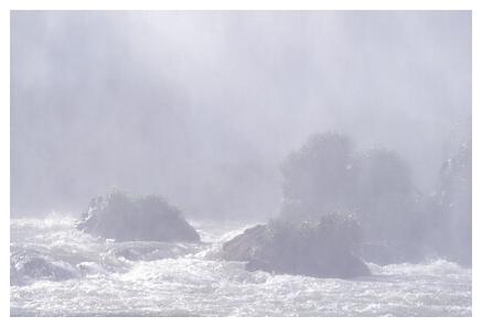 ../Images/iguaforest41.jpg
