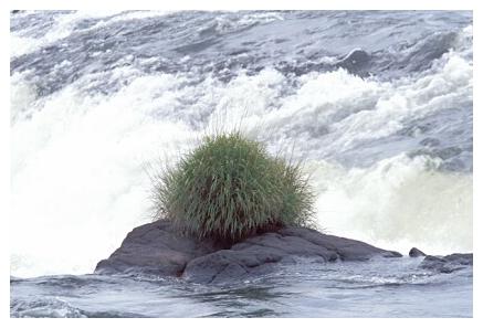 ../Images/iguaforest42.jpg