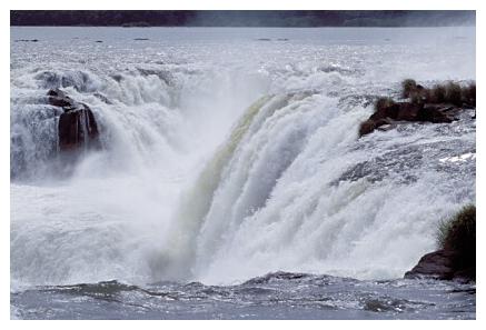 ../Images/iguaforest44.jpg