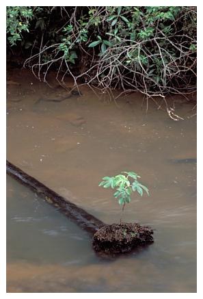 ../Images/iguaforest47.jpg