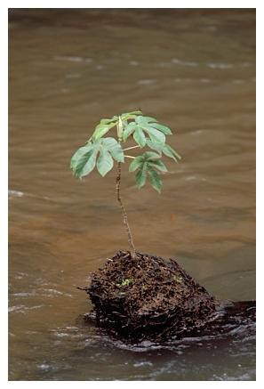 ../Images/iguaforest48.jpg