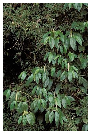 ../Images/iguaforest51.jpg